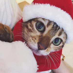 ペット クリスマス帽子 ペット コスプレ帽子 スカーフ付き かぶりもの 仮装グッズ ペットパーティーグッズ サイズ調節可能 柔らか かわいい お誕生日 プレゼント 記念日 変身 猫 ウサギ 小型犬対応 レッド
