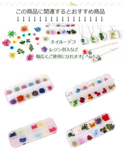 本物の押し花 ドライフラワー　ネイル＆レジンアート用ドライフラワー 四つ葉のクローバー 1０枚入り透明収納ケース付き