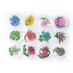 ネイル　押し花　レースドライフラワー　レース&かすみ草のセット　本物の押し花　ネイルアートドライフラワー上質押し花１２色×各3枚透明収納ケース付き?即納！【vd_dl19】