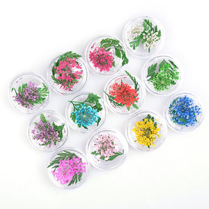 ネイル　押し花　レースドライフラワー　レース&かすみ草のセット　本物の押し花　ネイルアートドライフラワー上質押し花１２色×各3枚透明収納ケース付き?即納！【vd_dl19】