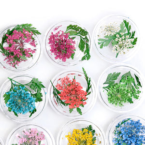 ネイル　押し花　レースドライフラワー　レース&かすみ草のセット　本物の押し花　ネイルアートドライフラワー上質押し花１２色×各3枚透明収納ケース付き?即納！【vd_dl19】