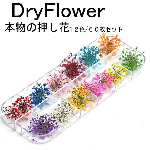 送料無料　押し花　レースドライフラワー　大人気　成人の日ネイル　本物の押し花 小さい押し花が沢山！ネイルアート　ドライフラワー上質押し花６０枚入り１２色×各５枚透明収納ケース 花火大会 お花見【nlife_d19】
